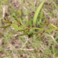 Aristea ecklonii Baker